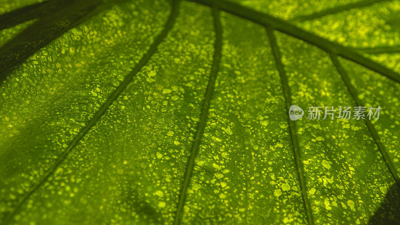 MACRO, DOF:室内植物巨根病的背光绿叶